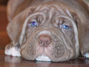 Neapolitan Mastiff pup