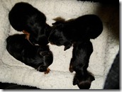 Monet's pups 4 wks old