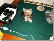 Yorkie nursery