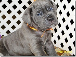 Oronjalo - 5 wks old