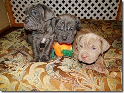 5 wk old Neo pups