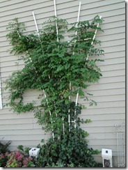 tvtrellis