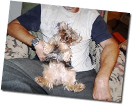 CJ---belly-rubbing-Yorkie