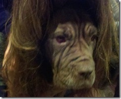 Neo-mastiff-with-blond-hair