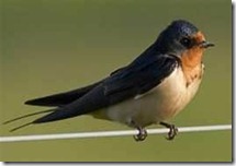 barn swallow
