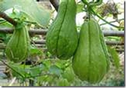 chayote