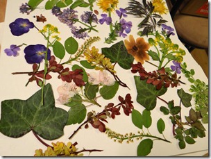 pressed-flowers