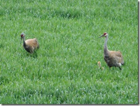 sand-hill-cranes