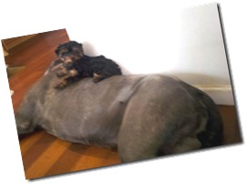 Yogi-with-Zeus-pillow