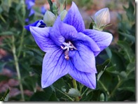 Balloon-flower