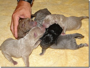 pups-7-31-12