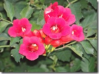trumpet-vine-2012