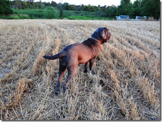 Zonie-romping-in-the-wheat-field