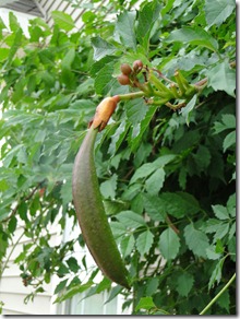 alien-pod---Aaarrrgh