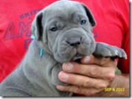 Eva-blue-female-pup @ 4 wks