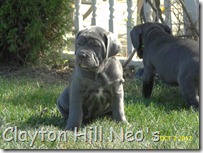 Clayton-Hill-Neo-pups