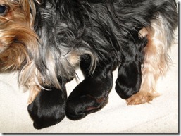 Yorkie-pups-6-days