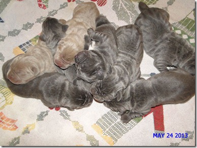 pups-3-days