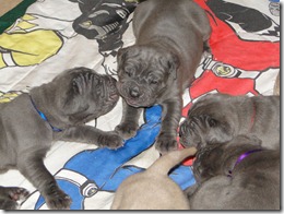 pups-3.5-wks-old