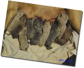 Clayton-Hill-Neo-Sienna-pups