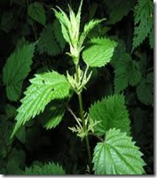 stinging nettle