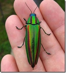 Jewel Beetle