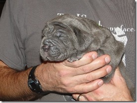 Blue Neapolitan Mastiff pup