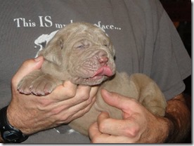 Tawny male - tongue razz