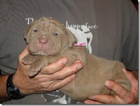 3 wk old female Neo pup