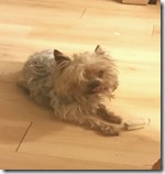 2015-05-0702.33.16_resized