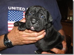 neapolitan mastiff pup