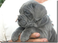 blue pup 6 wks