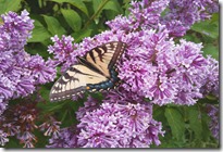 my-lilac-bush-catches-butte