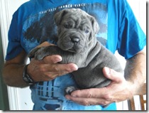 blue pup 4 wks