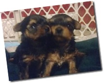 yorkie-girls