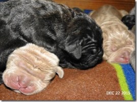 pups December 2015