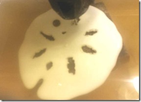 messed-up-sand-dollar