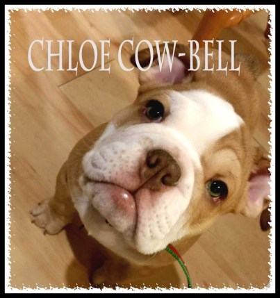 chloe-cow-bell.jpg