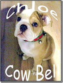 chloe-cowbell