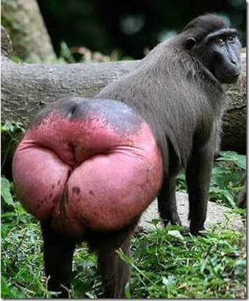 baboon aszzz