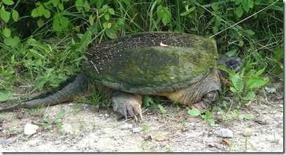 snapping-turtle snapping-turtle