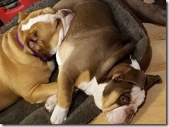 napping-sisters