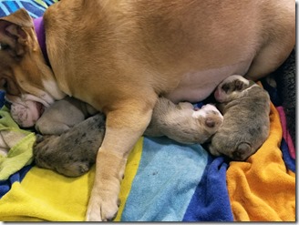 chloe-loves-her-babies
