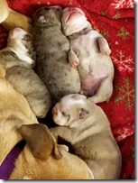 1wk-chloe-pups