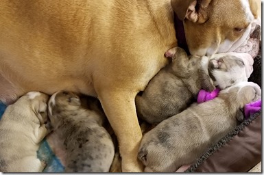 Chloe&pups2wks