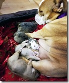 time-to-make-the-donuts