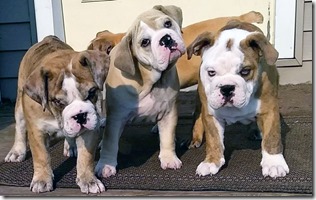 bulldog-puppies