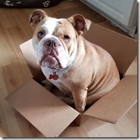 chloe-in-a-box
