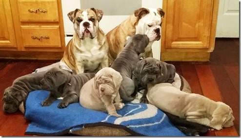 bulldog-and-neo-pups