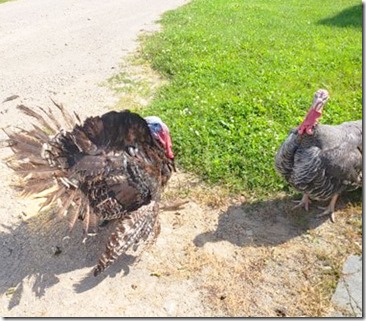 neighbors-turkeys